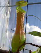 Nepenthes alata 'green'